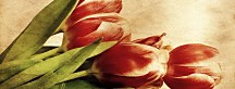 Obraz Panorámy Kvety zs269